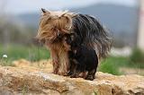 YORKSHIRE TERRIER 622